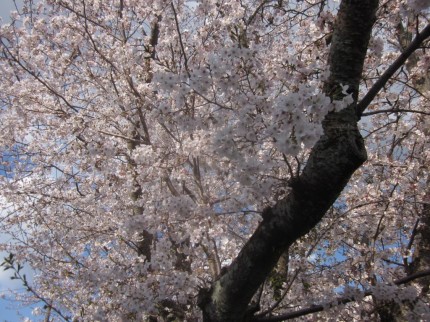 桜満開